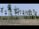 Polar Skate co Hjalte Halberg Lurking Wheel Well Skateboard Deck Revert95.com videoclip